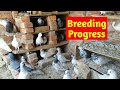 Pigeons Breeding Progress 🔥 | High Flyers Pigeons Breeding Progress | Sartaj Pigeons