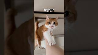 この家最後の下りれにゃいルカ🐾