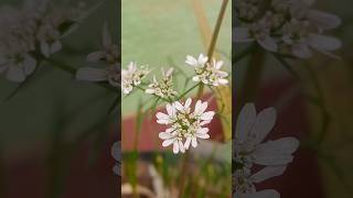 Ye flower aapne kbhi nhi dekha hoga | coriander flower #shorts #flowers #nature #natirewithrajni