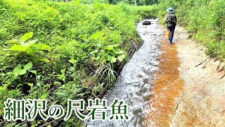 【渓流釣り】田んぼ脇の細沢は穴場のようです