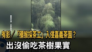 「獼猴採茶工」入侵嘉義茶園？ 出沒偷吃這個－民視新聞