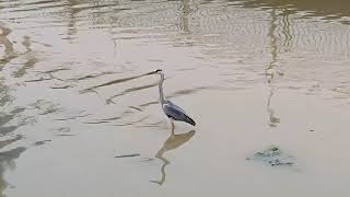 Grey Heron | Birdwatching | Pelton Canal