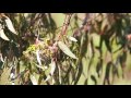 white plumed honeyeater on nest