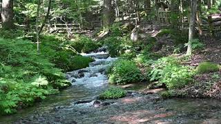 今注目のオーガニックタウン～栃木県塩山町　尚仁沢湧水（しょうじんざわゆうすい）