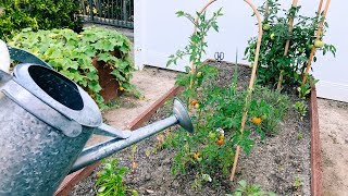 MY HOME GARDEN TOUR | DESI PERKINS