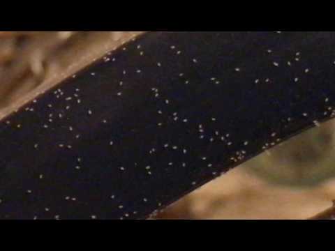 Tons of Grain/Mold Mites on Birdcage Tons of Grain/Mold Mites on Birdcage