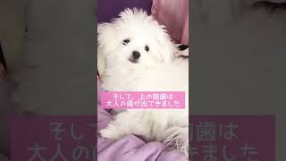 乳歯抜けまくり\u0026もう大人の歯が！【チワマル子犬】#マルチーズ #チワワ #成長記録 #歯の生え変わり