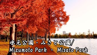 4K 紅葉/【水元公園・みさと公園】東京都葛飾区・埼玉県三郷市/【Mizumoto Park・Misato Park】Katsushika ward, Tokyo・Saitama Japan