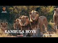 KAMBULA BOYS | Hijos de la coalición BIRMINGHAM (Sons of Birmingham males) #nature #animals #viral