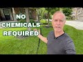 How To Eliminate POA Annua (Annual Bluegrass) And Other Weed Grasses Without Using Chemicals