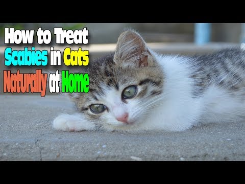 HOW TO TREAT SCABIES IN CATS NATURALLY AT HOME HOW TO TREAT SCABIES IN CATS NATURALLY AT HOME