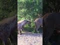 Hyenas try pull lion off buffalo by its tail 😳