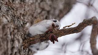 [4K] エゾモモンガ　Siberianflyingsquirrel