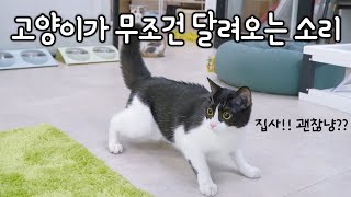 If You Play This Sound, Cats Will Rush (ENG SUB)