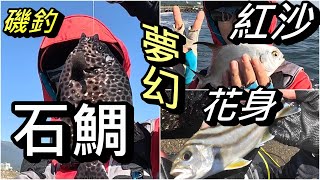 磯釣~  夢幻石鯛上了V媽的魚鉤，太開心了! #釣魚#磯釣#夫妻釣魚#couplefishing #竹安河#石鯛#紅沙#花身