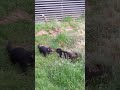 Young Tasmanian devils screaming