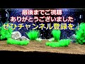 ギギ水槽レイアウト化計画vol.2「接着剤でくっつけろ！」ウィローモス装飾【ギギ飼育】