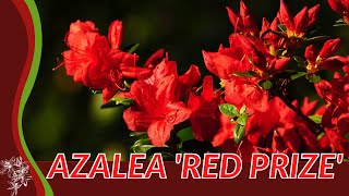 AZALEA 'RED PRIZE' Information and Growing Tips! (Rhododendron)