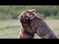 bears wildlife nature video with peaceful relaxing instrumental background music 4k