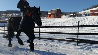 Жеребець РАМІР 🐴 та 6️⃣гарних коней в с.Космач🌲