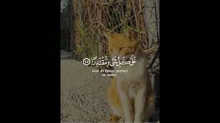 Heart soothing quran recitation | Heart touching quran recitation crying | tilawat #shorts #quran(3)