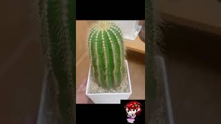 私の植物を紹介します！🌵