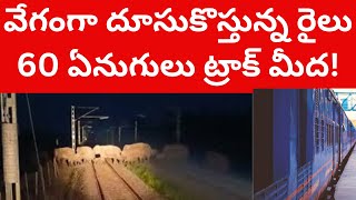 వేగంగా దూసుకొస్తున్న రైలు..60 ఏనుగులు ట్రాక్ మీద! 60 elephants on Rail Track in Assam Loco pilot