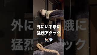 【もけもふちゃんねる】窓の虫に猛烈アピールして挙動不審な猫がこちらwww【猫とフェレット】