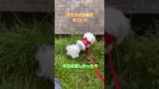 早朝散歩🐶セミの大合唱音量注意です⚠️#マルチーズ#仔犬#ゆきまる