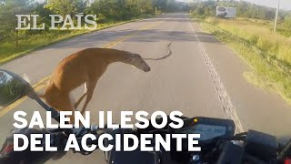 Un motorista estadounidense sale volando tras chocar contra un ciervo pero ambos resultan ilesos