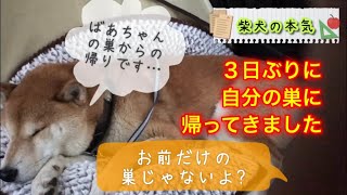 【柴犬】虎次郎が帰ってきた！？３日ぶりにかあちゃんと会って喜ぶ柴犬の本気(脱走ではありません)【shiba inu】※クイズあります。