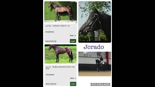 Jorado Ballypatrick Stallion