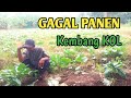 Gagal Panen Kembang Kol