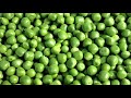 അറിയുമോ ഗ്രീൻപീസിന്റെ ഈ ഗുണങ്ങൾ green peas benefits