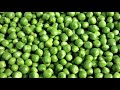 അറിയുമോ ഗ്രീൻപീസിന്റെ ഈ ഗുണങ്ങൾ green peas benefits