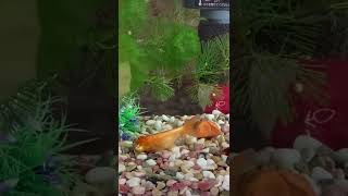 金魚🌿我が家にやって来て2週間目の頂天眼キョンチャメちゃん