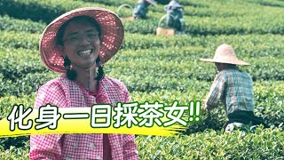 《台灣自由行》在「阿里山」化身一日採茶女！體驗台灣獨特的「茶葉文化」！