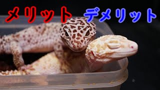 【爬虫類】意外と知らない！ヒョウモントカゲモドキ多頭飼育のメリットとデメリット【レオパ】