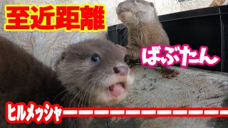 離乳を終えたばぶたんのﾋﾙﾒｯｼｬ‼【コツメカワウソ】