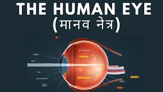 The Human Eye (मानव नेत्र)  || Animated Video || MPES Classes