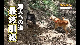 【猪猟】猟犬への道　最終訓練の時が来た！#猟犬 #猪猟 #犬 #犬動画 #狩猟