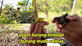 MIKAT DISINI BURUNGNYA MASIH MUDA SEMUA