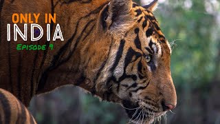 The Big Cats of India | Only in India Episode 9