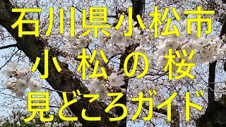 Komatsu City, Ishikawa Prefecture Komatsu Cherry Blossoms Highlight Guide