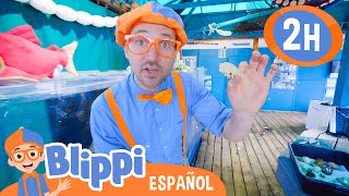 Blippi explora el mundo de los animales acuáticos | Blippi | Moonbug Kids - Parque en Vivo!