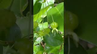 🇧🇷 熱帯果樹 ピタンガの果実が肥大し始める。2023/04/24　Pitanga　Surinam cherry　Eugenia uniflora