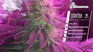 Сорт конопли Pineapple Chunk fem (Barney's Farm)