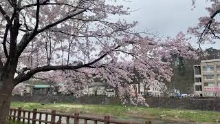 WEB散歩　横手川沿いの桜