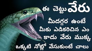 పాము తేలు కరిచిన క్షణంలోనే విషాన్ని విరిచేసే చెట్టు వేరు| First Aid For Snake Bite And Scorpion Bite