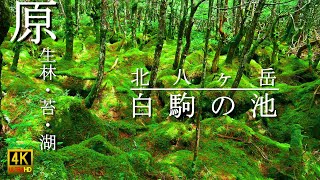 2022 夏の白駒の池 北八ヶ岳 苔と原生林と湖沼 4K 自然映像